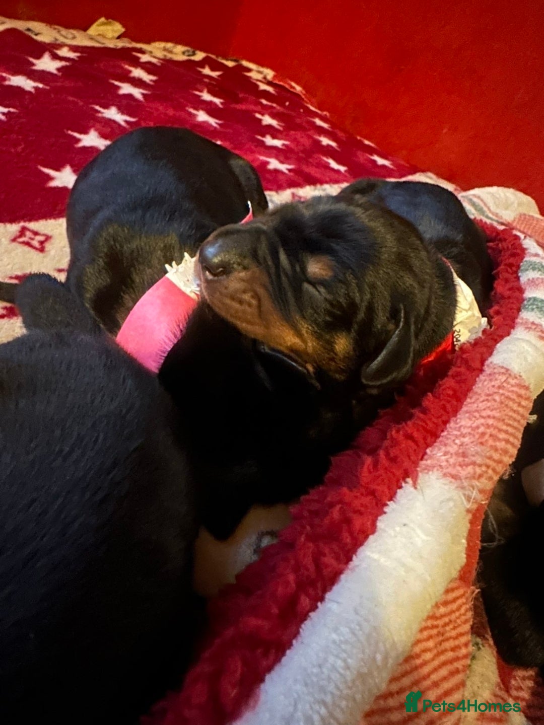 Dobermann dogs for sale: 🏆Supreme Dobermanns - Where Excellence Begins 🏆 - Image 22