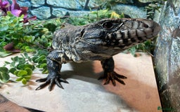 Lizard reptiles for sale: Stunning black and white tegu female - Image 9