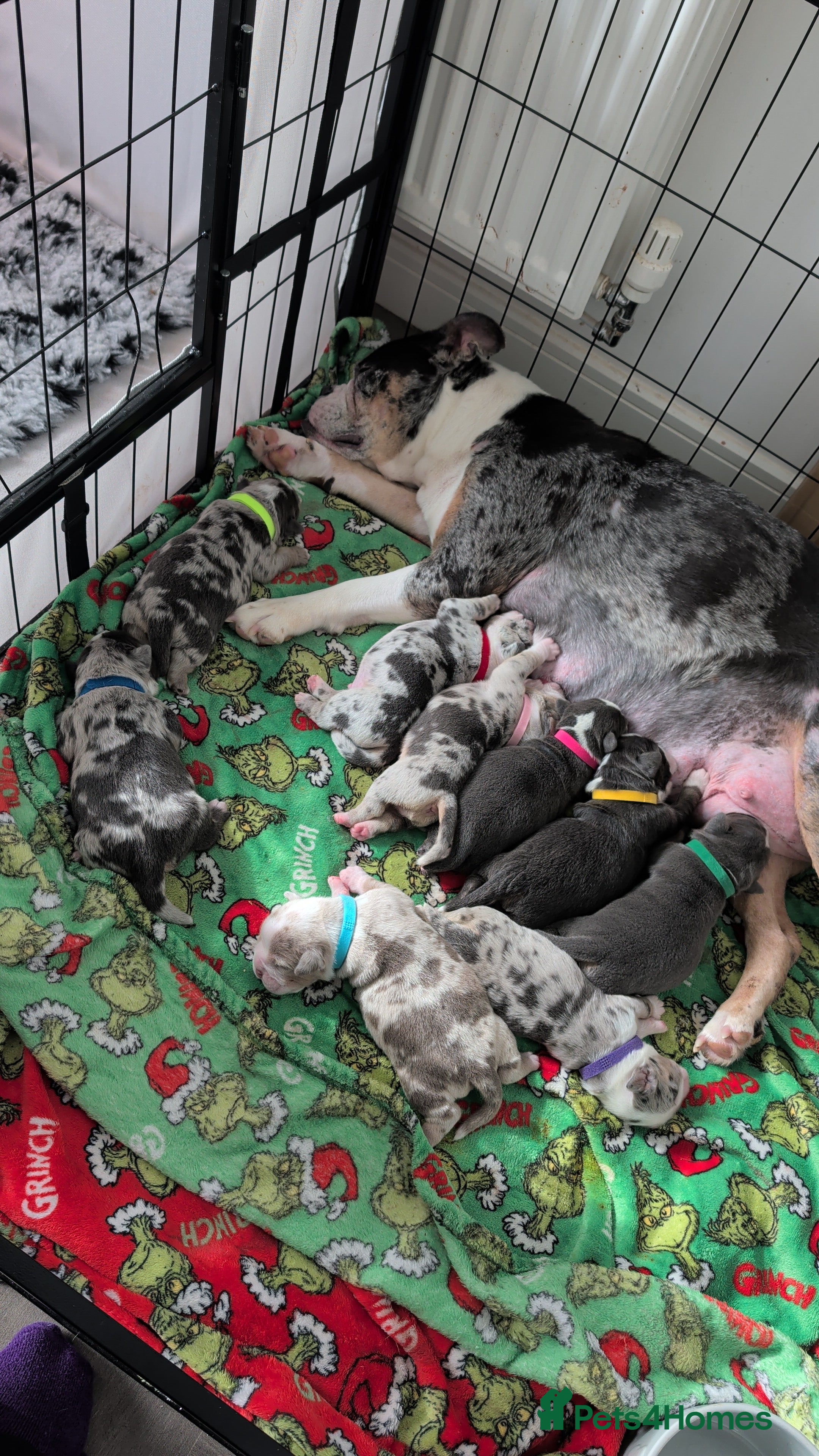 Olde English Bulldogge dogs Quality Chunky Olde English bulldogge puppies - Advert 4