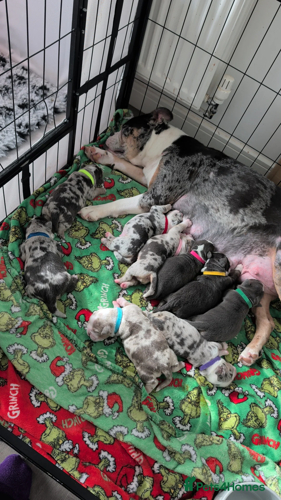 Olde English Bulldogge dogs for sale: Quality Chunky Olde English bulldogge puppies - Advert 1