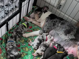 Olde English Bulldogge dogs Quality Chunky Olde English bulldogge puppies - Advert 4