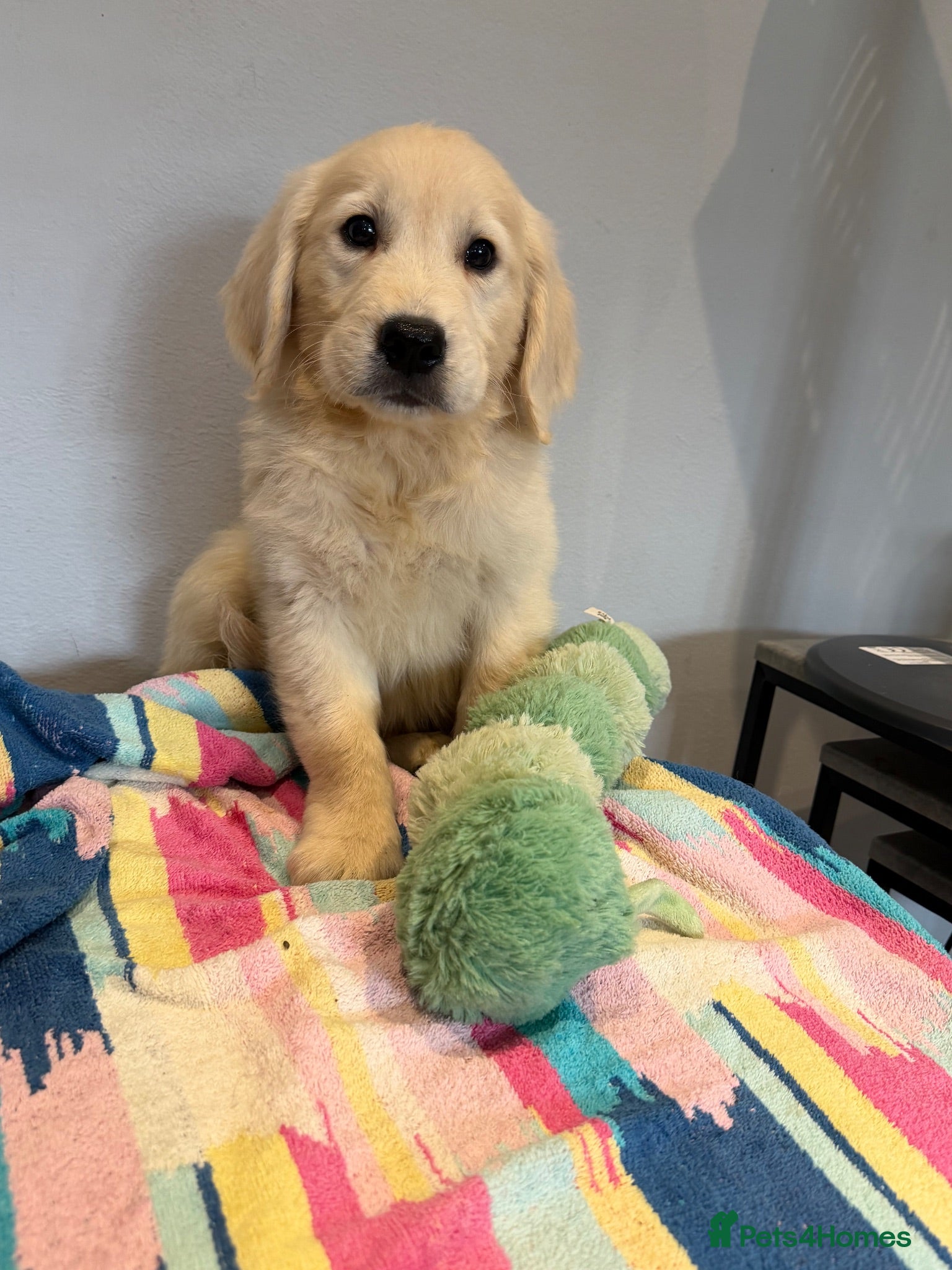 Golden Retriever dogs Beautiful golden retriever pups ready now  - Advert 1