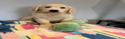 Golden Retriever dogs for sale: Beautiful golden retriever pups ready now  - Advert 1