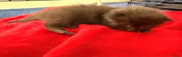 Maine Coon cats for sale: 1/4 Maine coon cross Mixed Breed - Advert 10