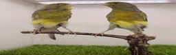 Canaries birds for sale: Persian and Lancashire canary’s  - Advert 9
