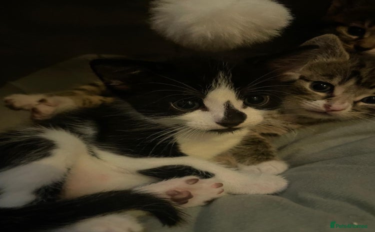 Domestic Shorthair cats - Advert 1