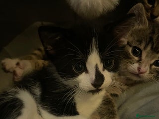 Domestic Shorthair cats - Advert 26