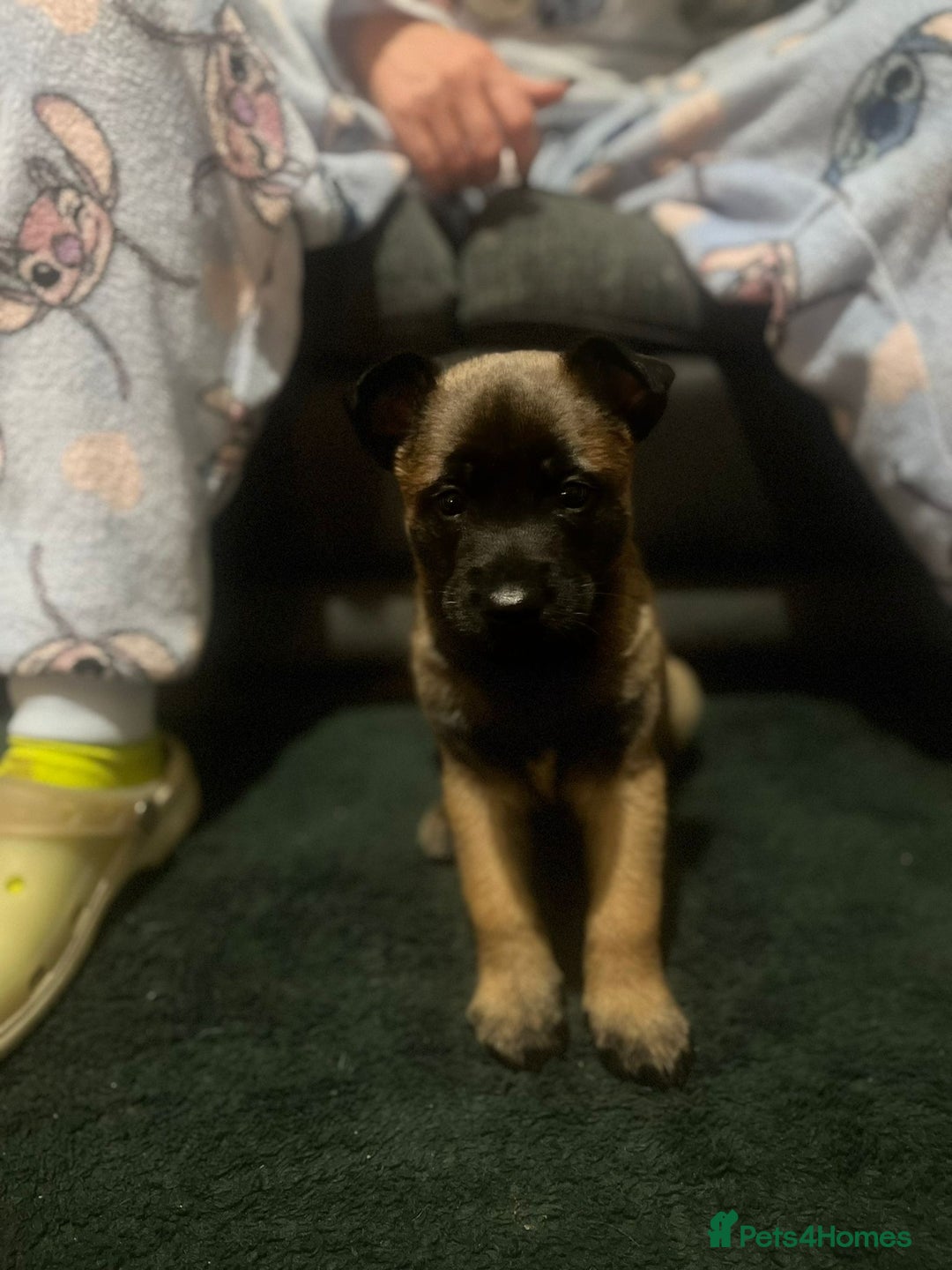 Belgian Shepherd Dog dogs for sale: Belgian malinois  - Image 3