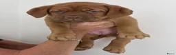 Dogue De Bordeaux dogs for sale: Dogue De Bordeaux puppies  - Advert 6
