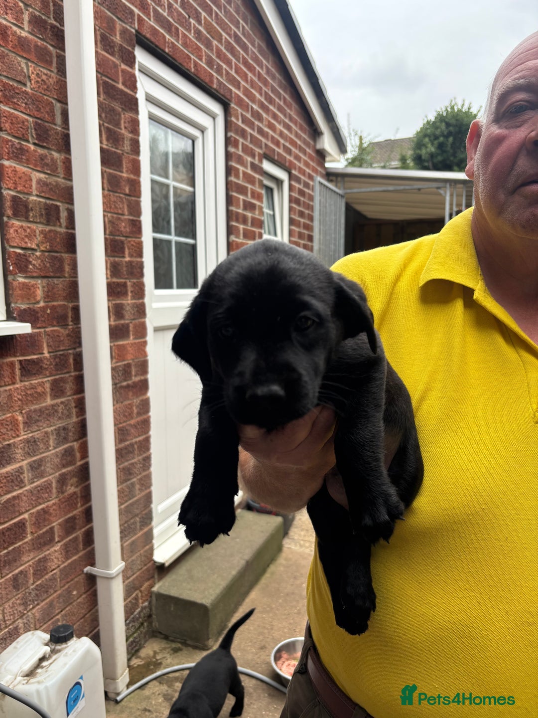 Labrador Retriever dogs for sale: Working Labradors  - Image 21