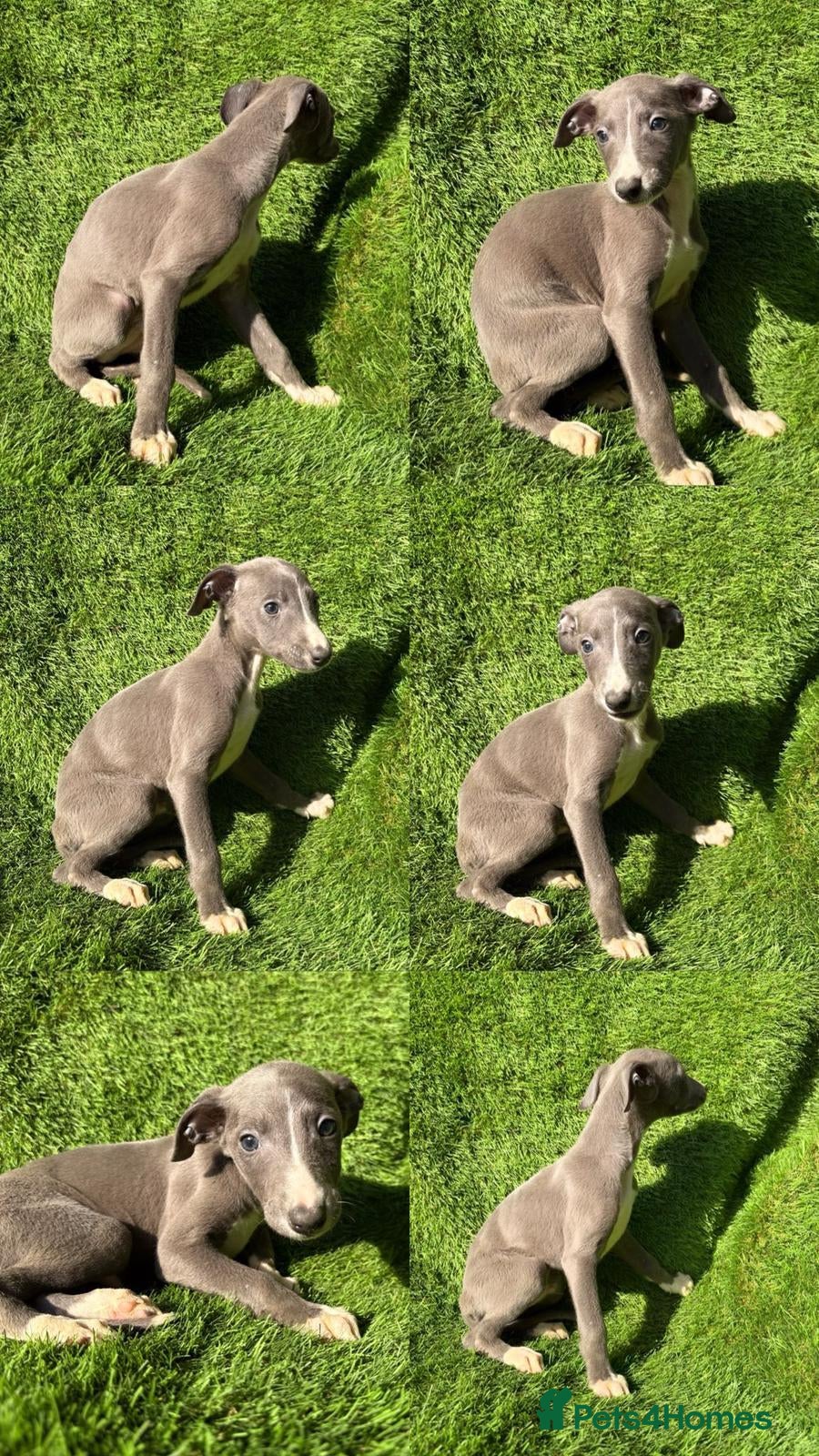 Whippet dogs Beautiful whippet puppies for sale  - Advert 2