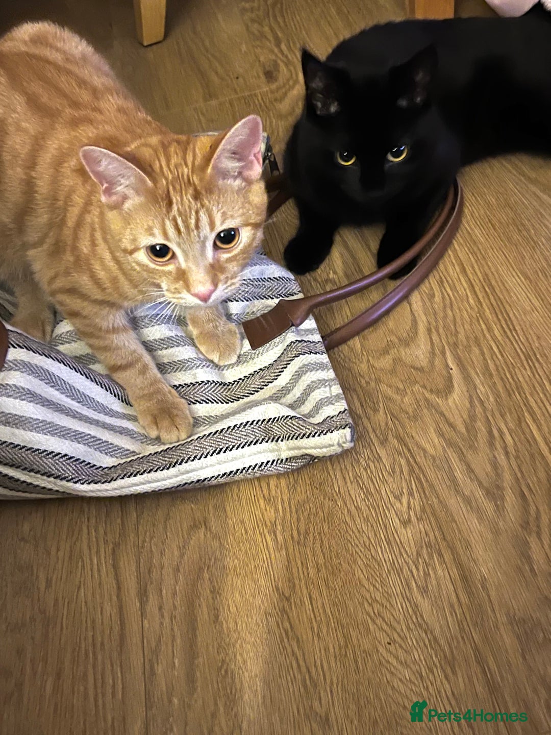 Mixed Breed cats for sale: Peppa and Roni looking for a new loving home! - Advert 12