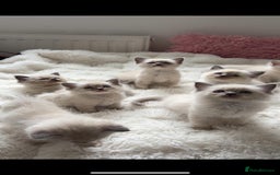 Ragdoll cats for sale: Ragdoll Blue pointed kitten Ready to go  - Image 1