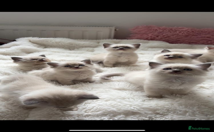 Ragdoll cats - Advert 4