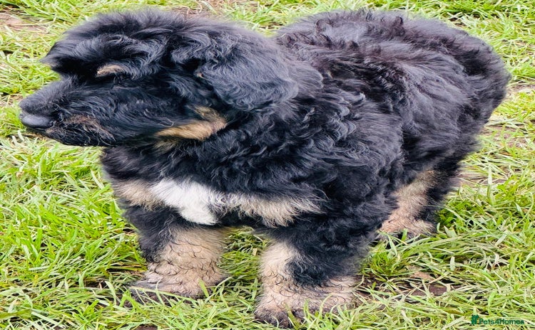 Mixed Breed dogs - Advert 2