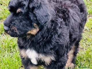 Mixed Breed dogs - Advert 2