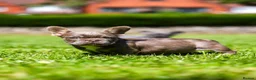 French Bulldog dogs for sale: French bulldogs - Advert 3
