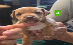 Jack Russell dogs for sale: Jack Russell puppy  - Image 10