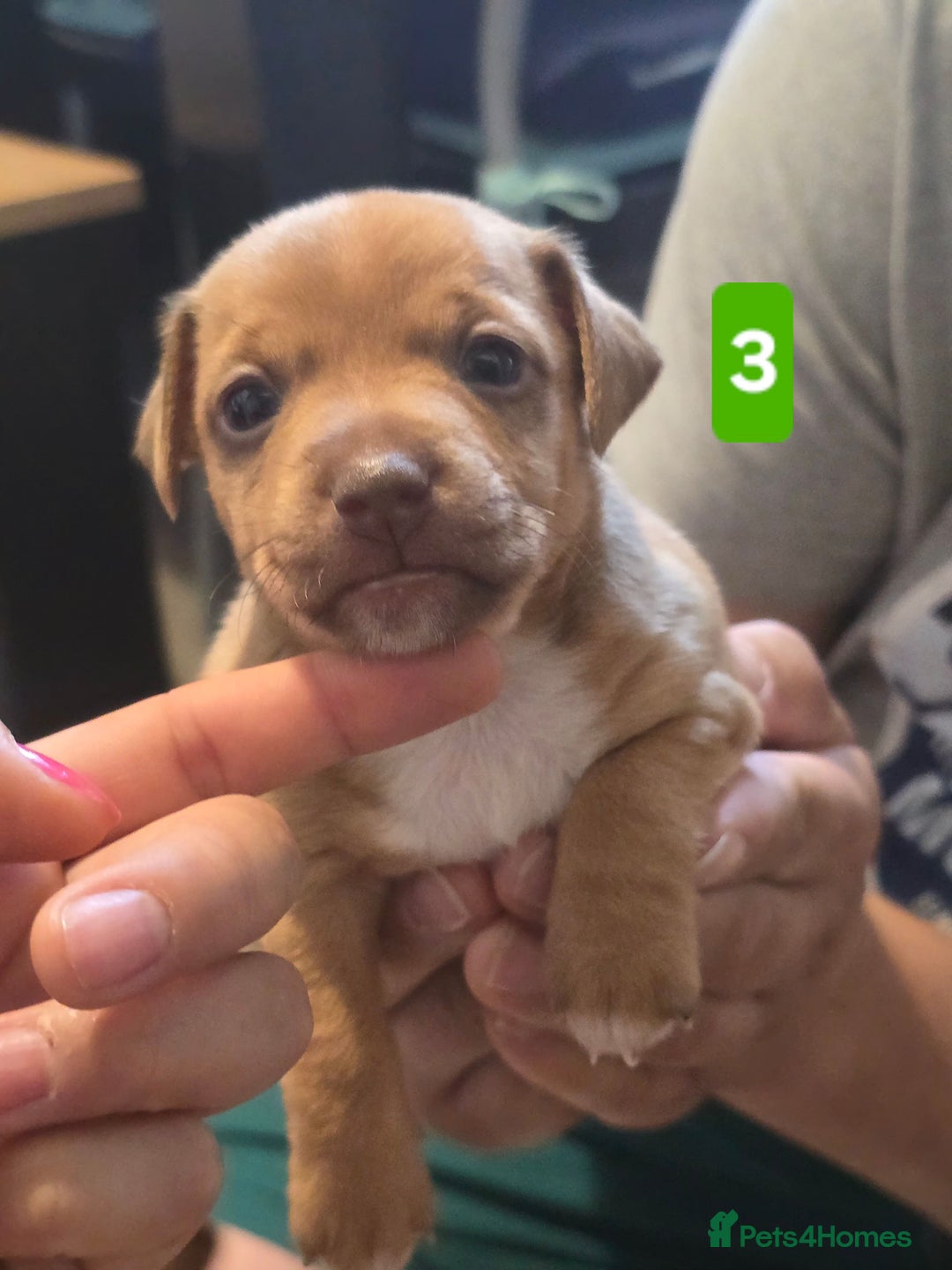 Jack Russell dogs for sale: Jack Russell puppy  - Image 10