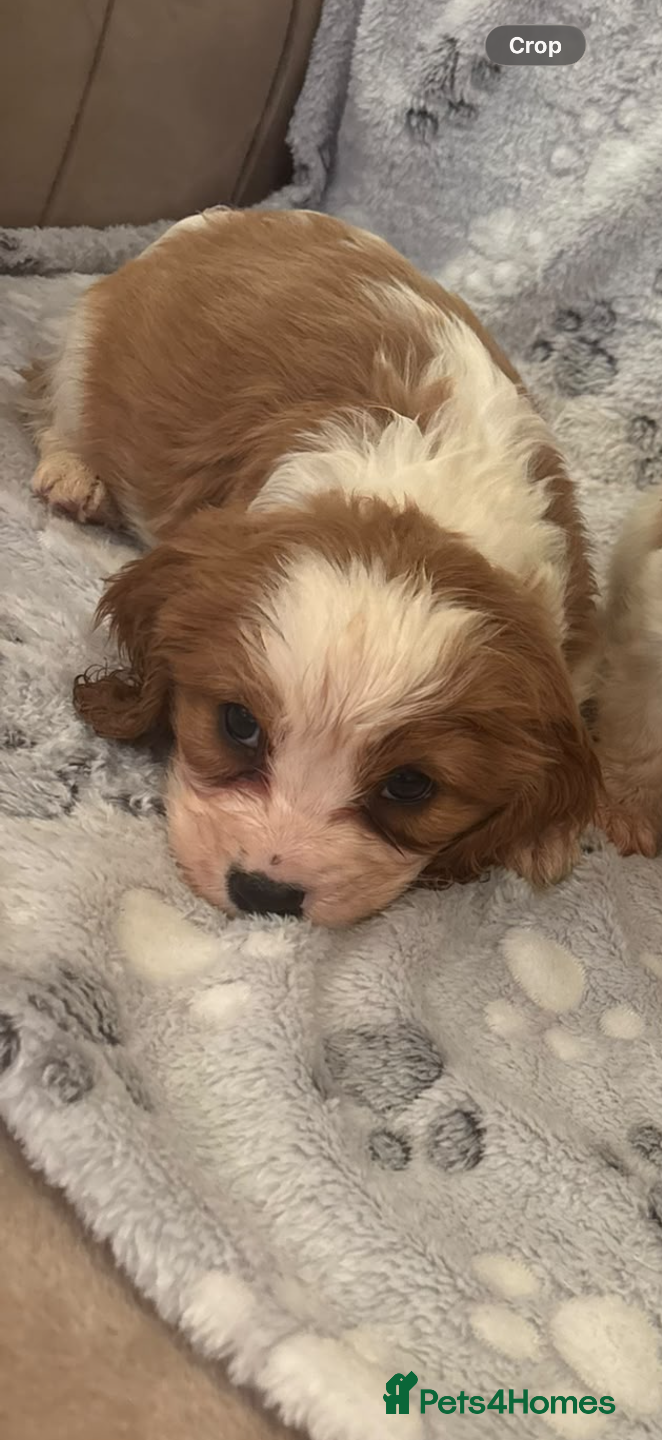 Cavalier King Charles Spaniel dogs Lovely king Charles Cavalier puppies - Advert 2