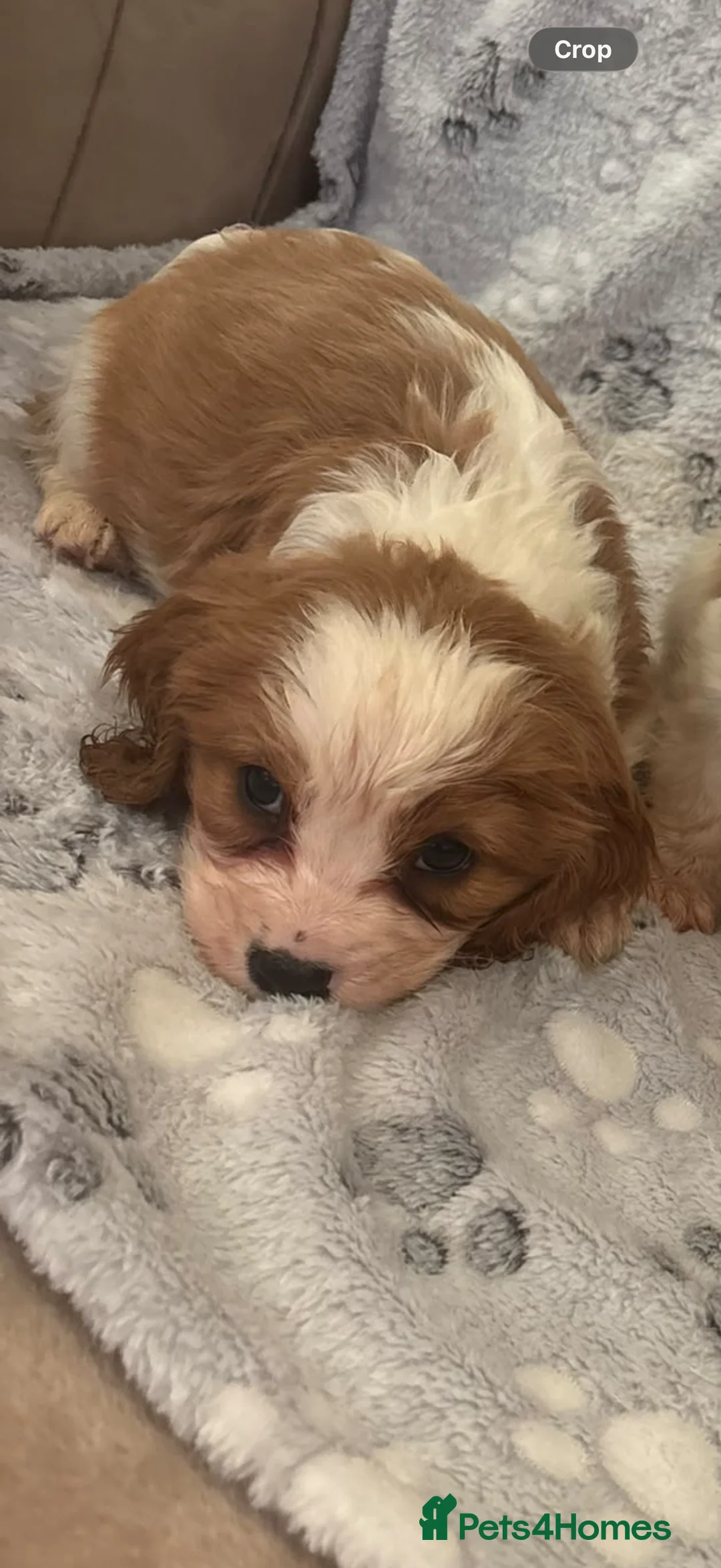 Cavalier King Charles Spaniel dogs for sale: Lovely king Charles Cavalier puppies in Abingdon - Advert 2