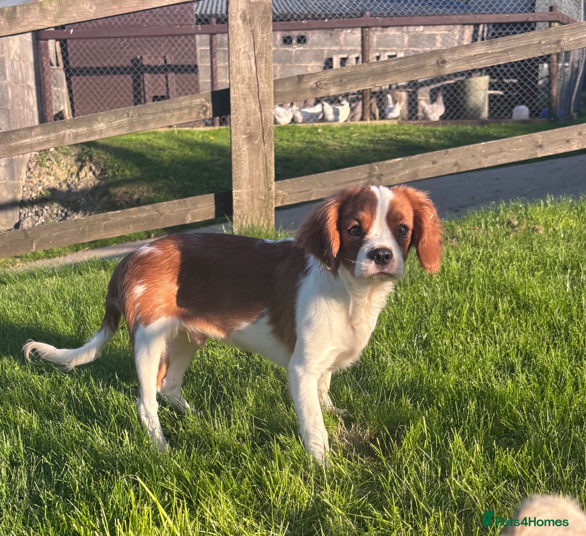 Cavalier King Charles Spaniel dogs Gorgeous chunky little puppies READY now - Advert 1