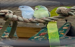 Parrots birds for sale: Shanti Wings Rescue in London  - Image 3