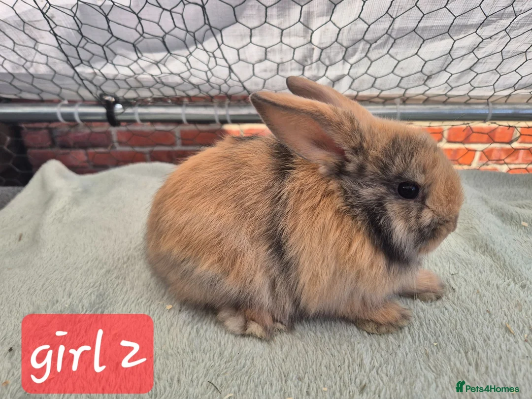 Mini Lop rabbits for sale: ❤️  Stunning babies ready to reserve 🐇  - Advert 2