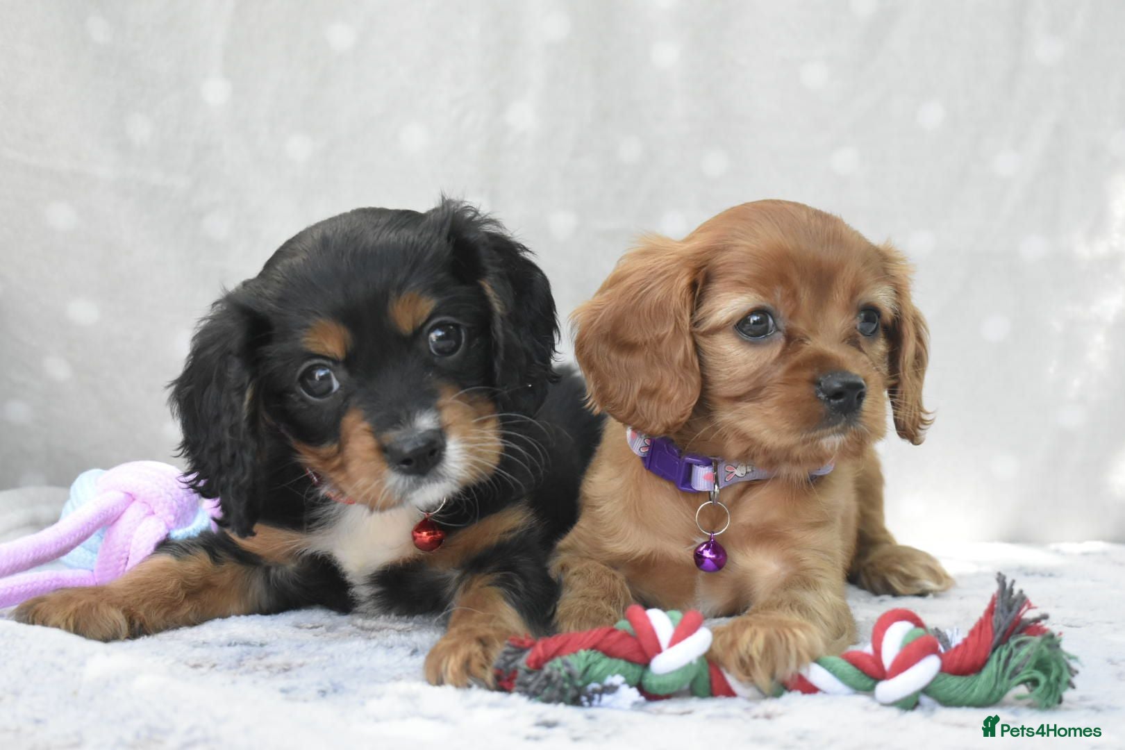 Cavapoo dogs Health Tested Cavapoo Puppies  - Advert 5