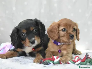 Cavapoo dogs Health Tested Cavapoo Puppies - Advert 3
