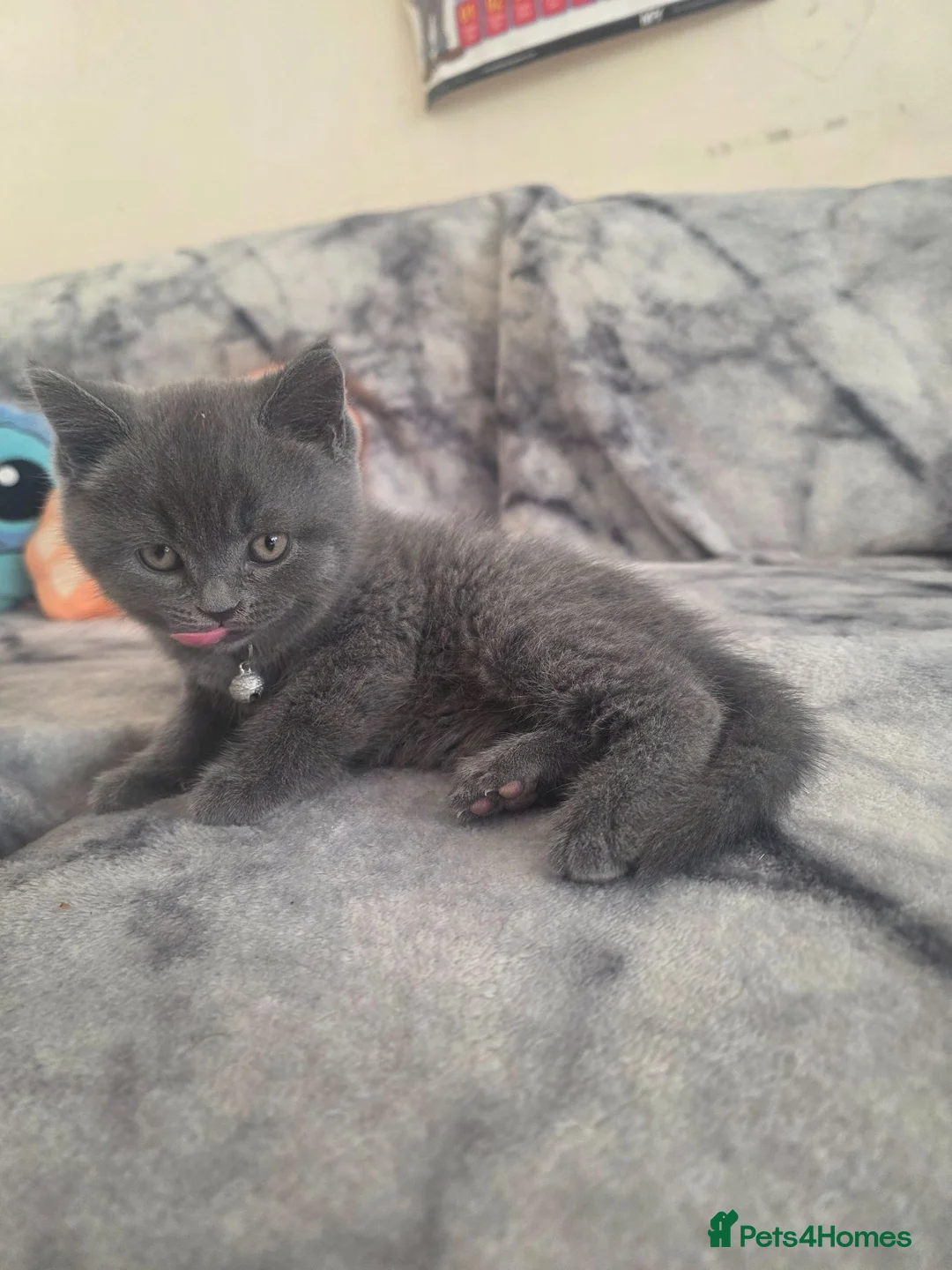 British Shorthair cats for sale: Blue British Shorthair  - Advert 2