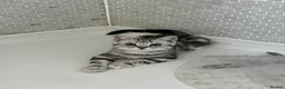British Shorthair cats for sale: Silver tabby British shorthair Kittens  - Advert 2