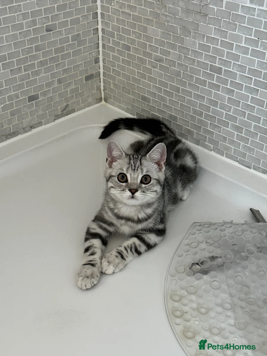 British Shorthair cats for sale: Silver tabby British shorthair Kittens  - Advert 2