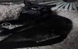 Mixed Breed cats for sale: X2 male cats Batman & Blacky - Image 1