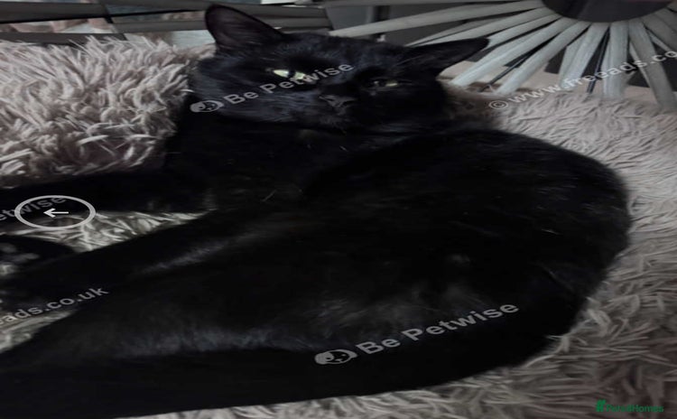 Mixed Breed cats - Advert 3