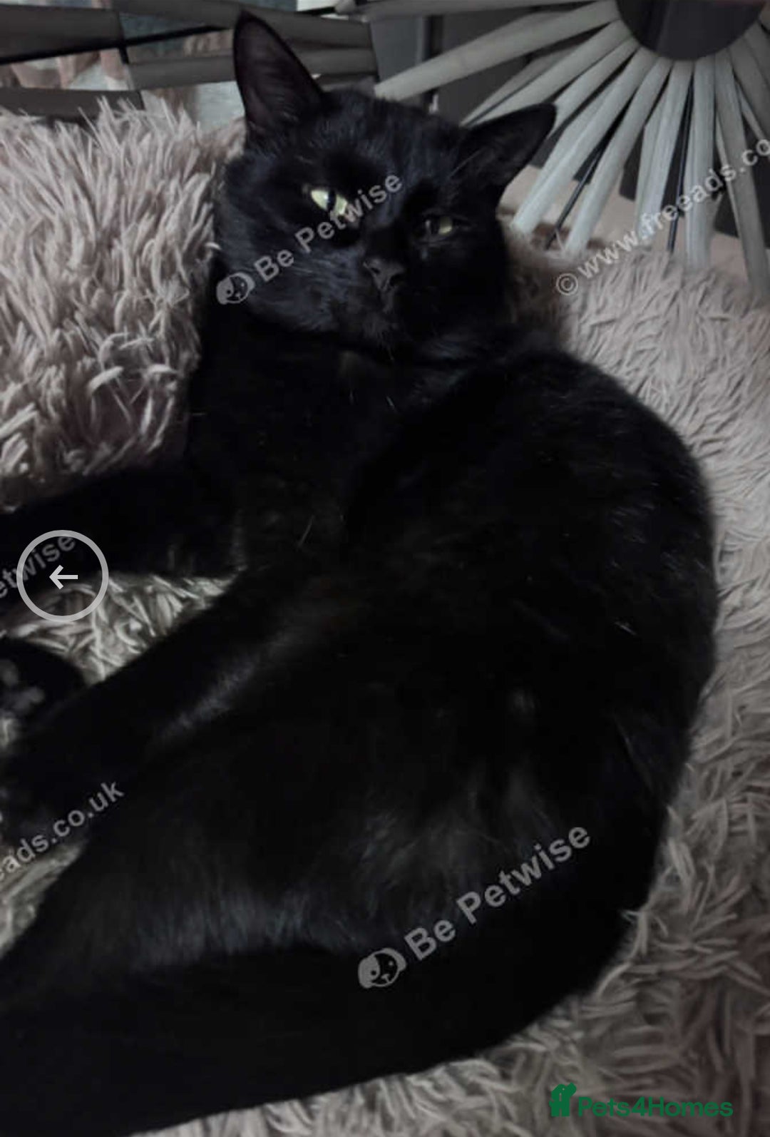 Mixed Breed cats for sale: X2 male cats Batman & Blacky - Image 1