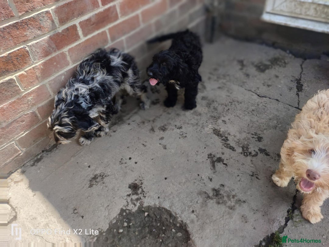 Cockapoo dogs for sale: 2 beautiful cockapoo desperate for forever homes  - Image 18