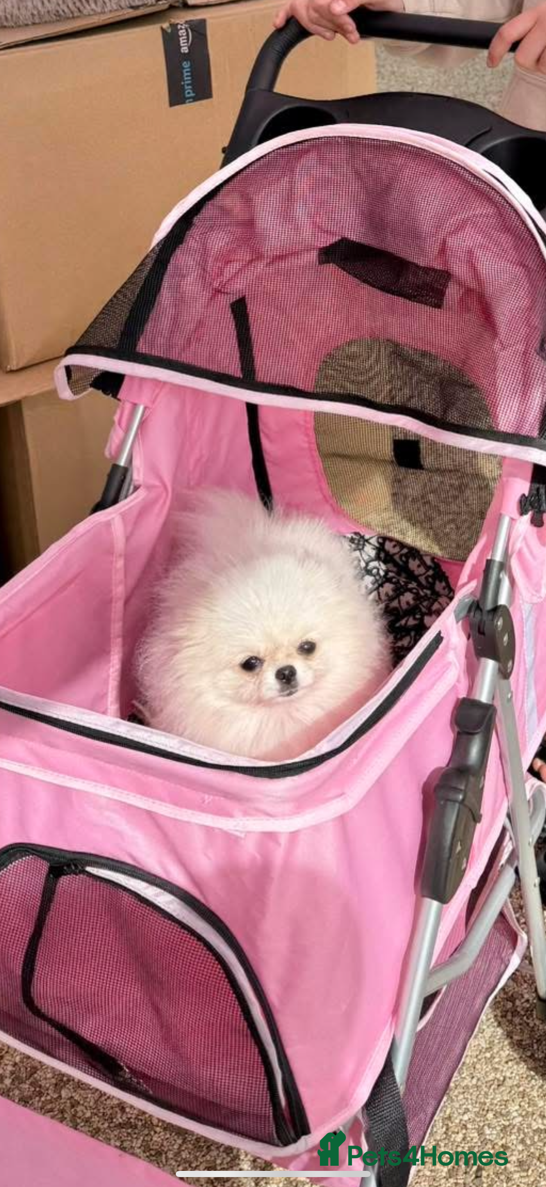 Pomeranian dogs for sale: Tiny white Pomeranian girl Russian import - Image 2