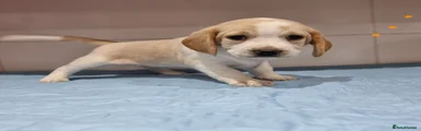 Beagle 4