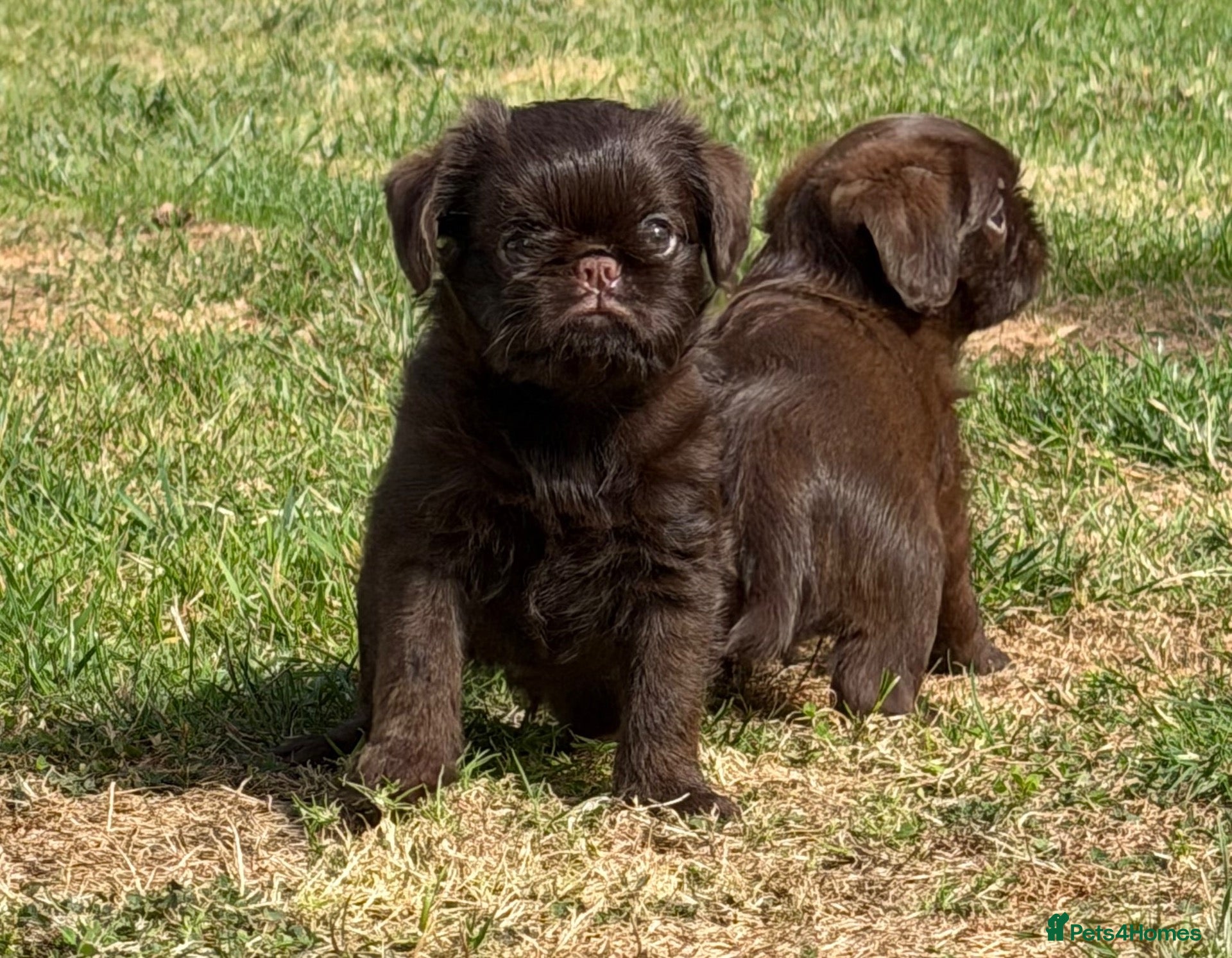 Griffon Bruxellois dogs 5 Gorgeous Chocolate Griffons  - Advert 1