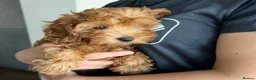 Cavapoo dogs for sale: Toy red teddy bear F1B Cavapoos by Asian toy dad in Chigwell - Advert 20