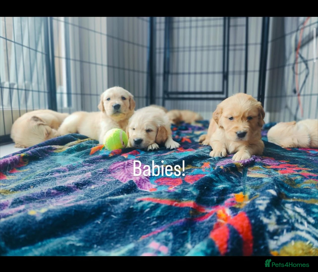 Golden Retriever dogs for sale: Best of Breed Golden Retrievers - Advert 1