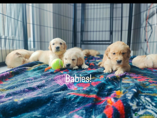 Golden Retriever dogs *2 girls* Best of Breed KC Golden Retrievers - Advert 3