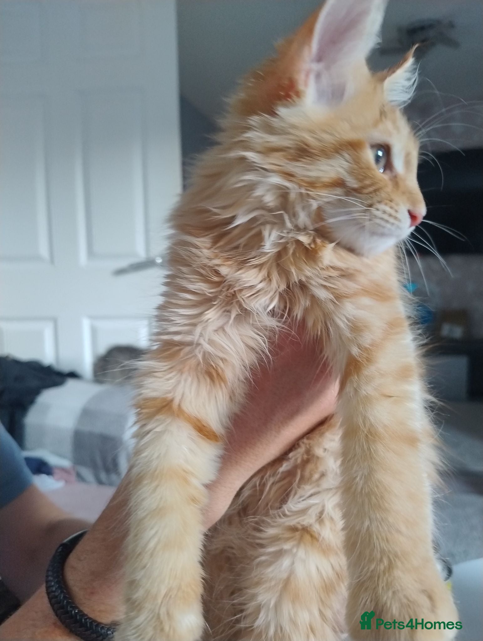 Maine Coon cats 4 Maine Coon Kittens ready to leave home 3 LEFT - Advert 5