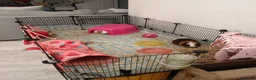 Guinea Pig rodents for sale: Guinea pigs and cage - Advert 2