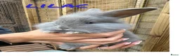 Mixed Breed rabbits for sale: French Lop X Maxi Angora Babies - Advert 2