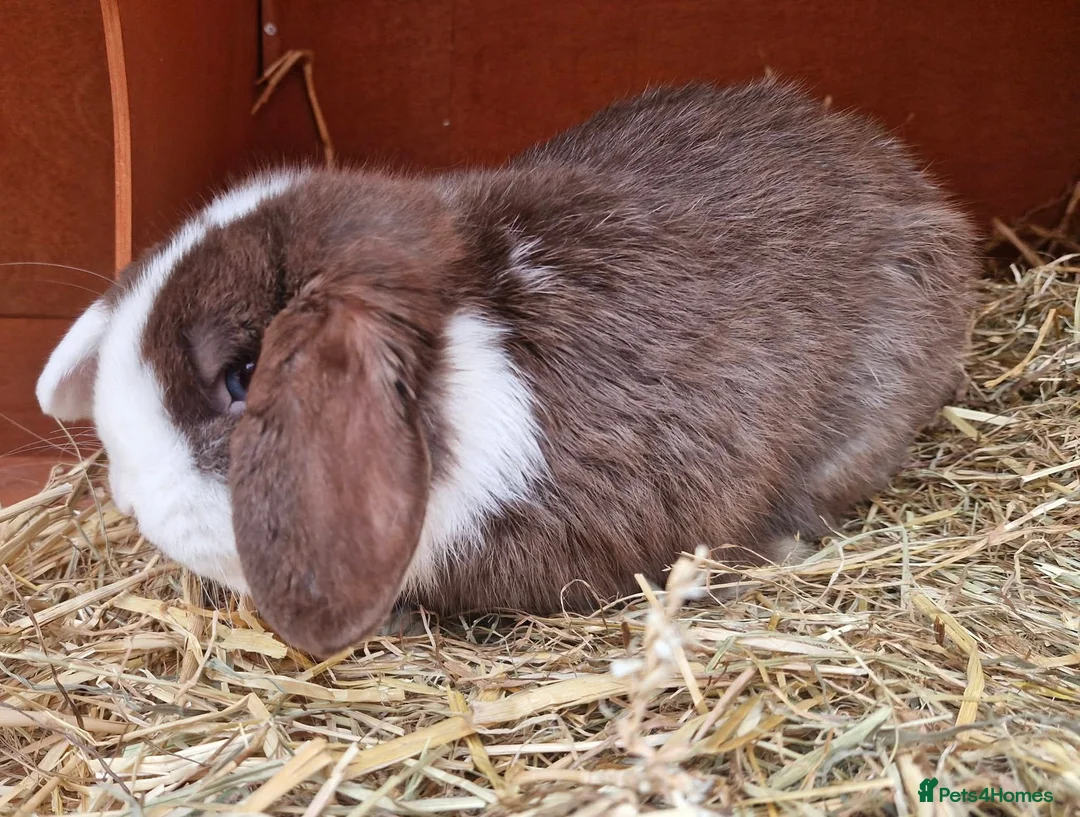 Mini Lop rabbits for sale: 🩵 Male Mini Lop 🩵 - Advert 2