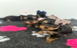 Yorkshire Terrier dogs for sale: Yorkshire Terrier Puppy 5 - 6 beautiful Yorkshire terriers  - Image 16