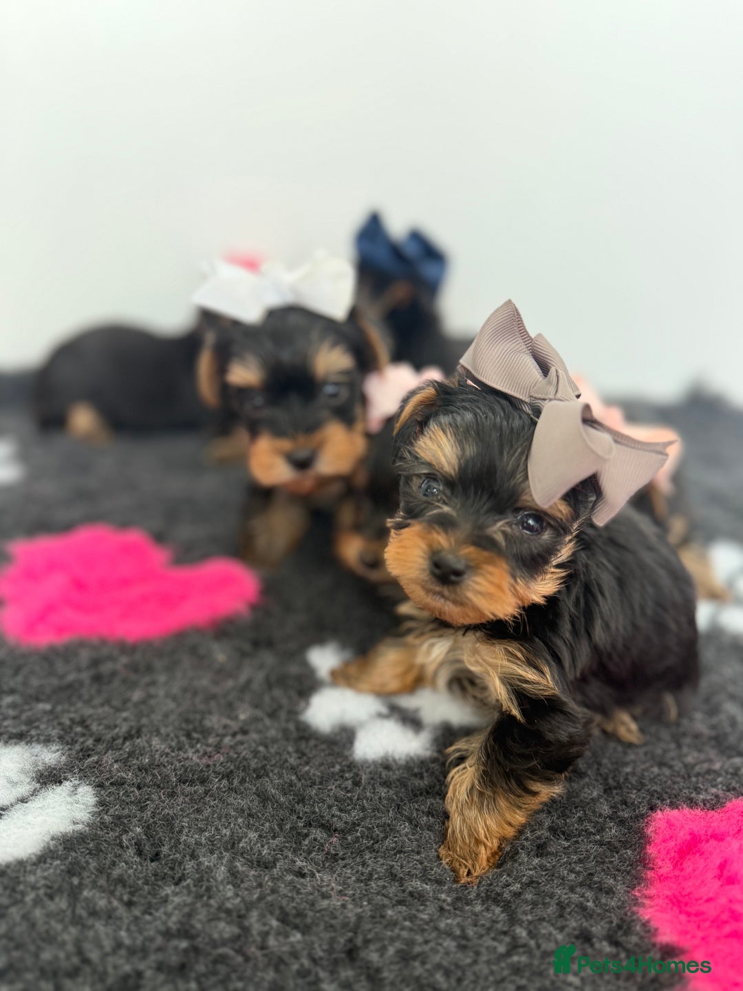 Yorkshire Terrier dogs for sale: Yorkshire Terrier Puppy 5 - 6 beautiful Yorkshire terriers  - Image 16