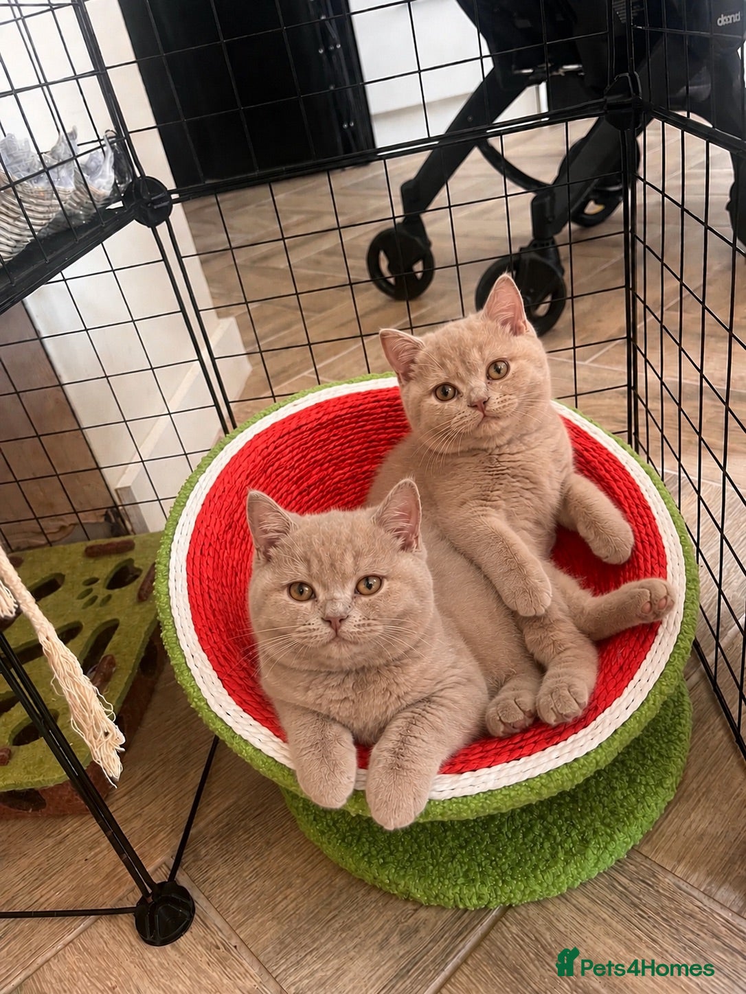British Shorthair cats Ready now 2 lilac boys,  - Advert 1